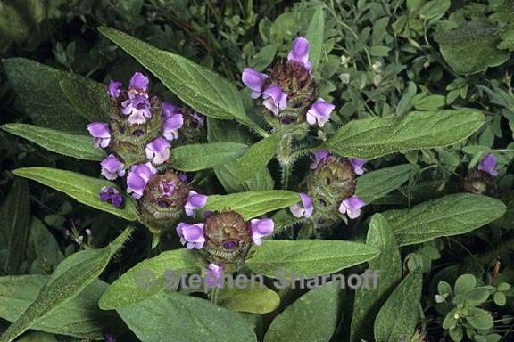 prunella vulgaris var lanceolata 2 graphic